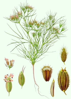 Cuminum cyminum